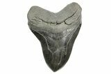 Fossil Megalodon Tooth - South Carolina #365705-1